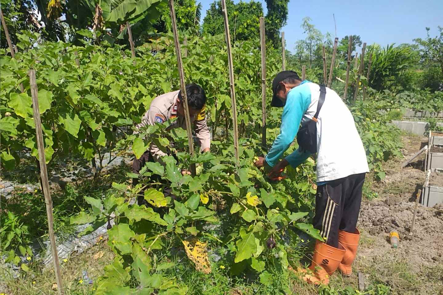 Ketahanan Pangan Diperkuat, Bhabinkamtibmas Gandeng Petani Jagaraga