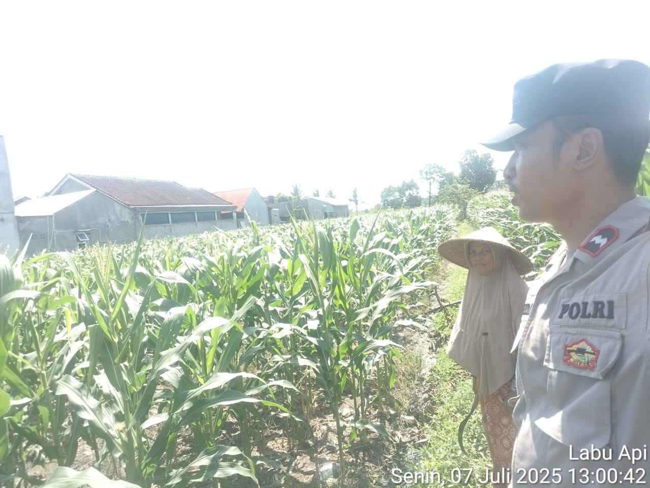 ketahanan pangan, Bhabinkamtibmas, Labuapi, Polsek Labuapi, pekarangan produktif, pertanian lokal, sinergi polisi masyarakat, NTB, pangan nasional, Harkamtibmas