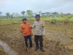 Sinergi Polri dan Warga Desa Montong Are Wujudkan Swasembada Pangan