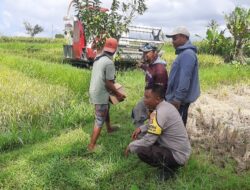 Dukung Ketahanan Pangan, Bhabinkamtibmas Kediri Bantu Pendataan Lahan Jagung