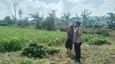 Sinergi TNI-Polri Dukung Ketahanan Pangan di Desa Taman Ayu, Gerung