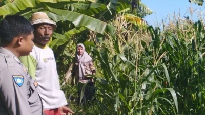 Jagung Jadi Andalan Banyumulek untuk Stabilkan Pangan Lokal