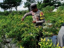 Bhabinkamtibmas Kuripan Utara Dampingi Panen Cabai, Jaga Kamtibmas dan Ekonomi Lokal