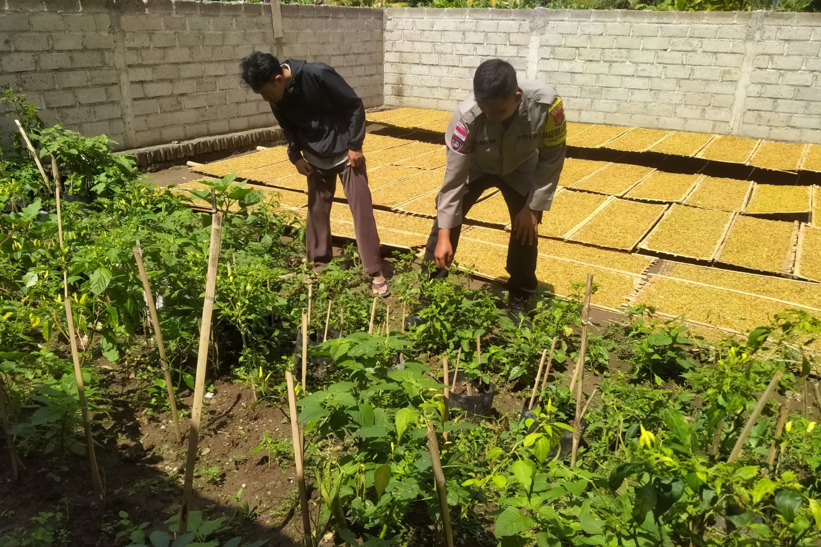 Inisiatif Humanis Polri di Sekotong Tengah, Edukasi Pangan dari Pekarangan Rumah