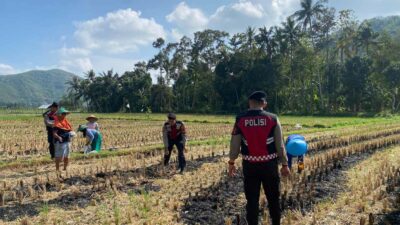 Polres Lombok Barat Dampingi Petani Jagung Desa Kebon Ayu untuk Ketahanan Pangan