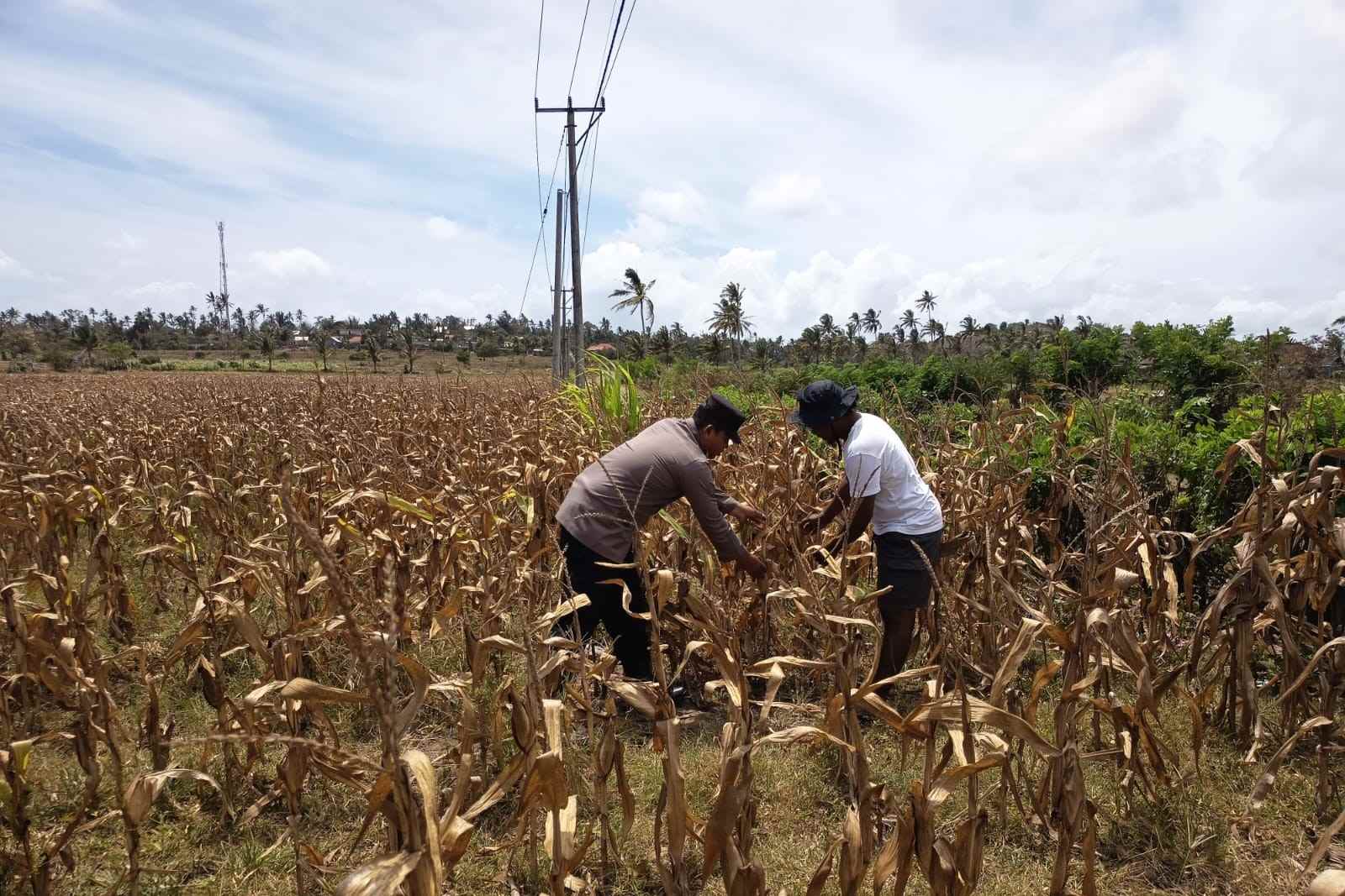 Polri Dampingi Petani Kedaro Sinergi Ketahanan Pangan di Lombok Barat