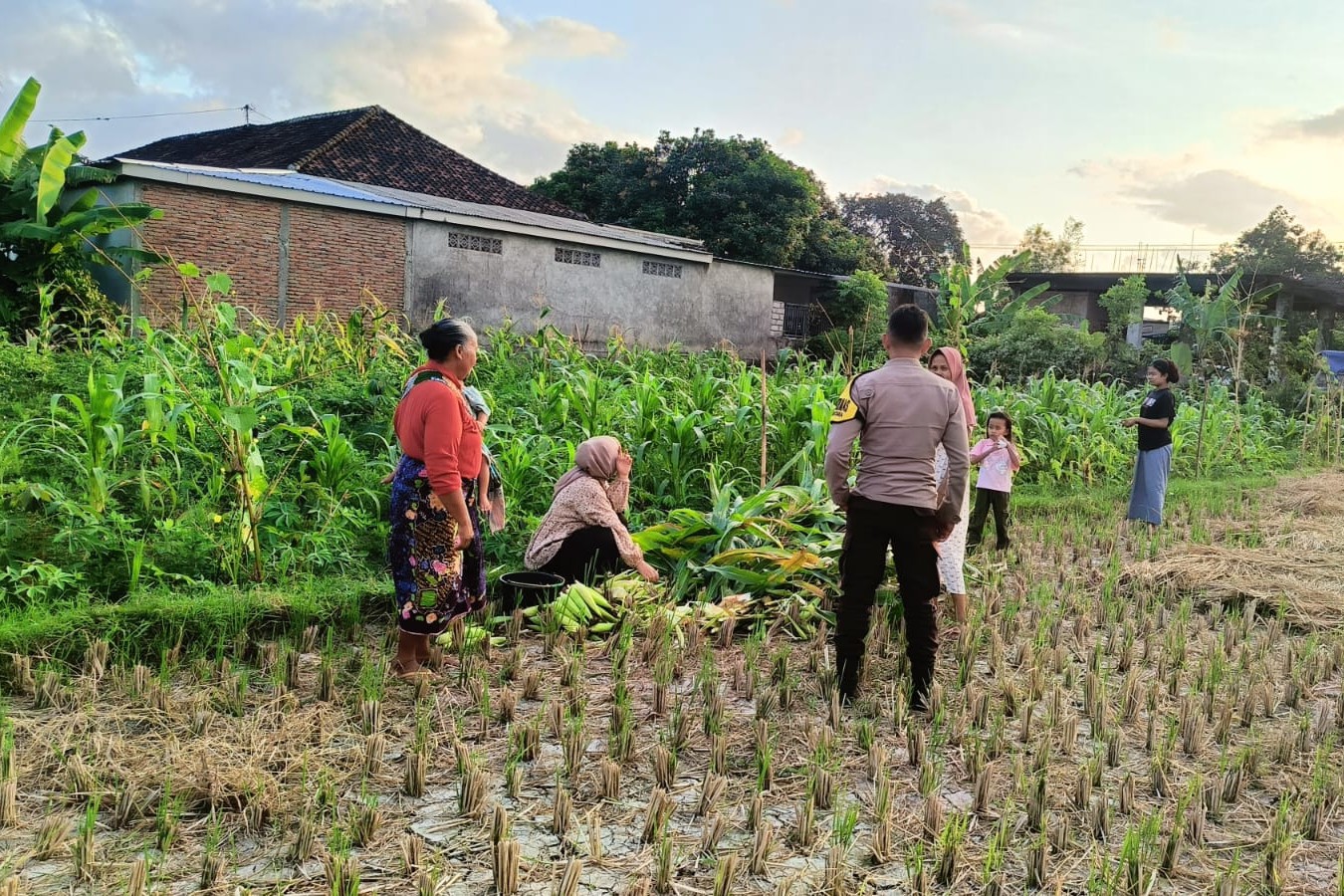 Polsek Kuripan Dukung Ketahanan Pangan di Dusun Pelulan Lewat Sosialisasi ke Petani Jagung