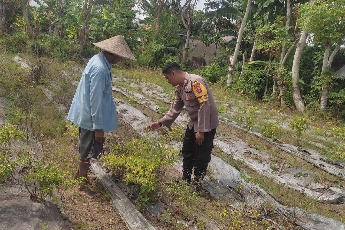 Polsek Labuapi Ajak Warga Desa Kuranji Wujudkan Kemandirian Pangan Lewat Pertanian Pekarangan