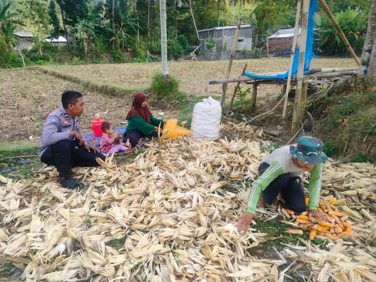 Polsek Lembar Dukung Ketahanan Pangan, Bhabinkamtibmas Beri Semangat Petani Jagung di Eyat Mayang