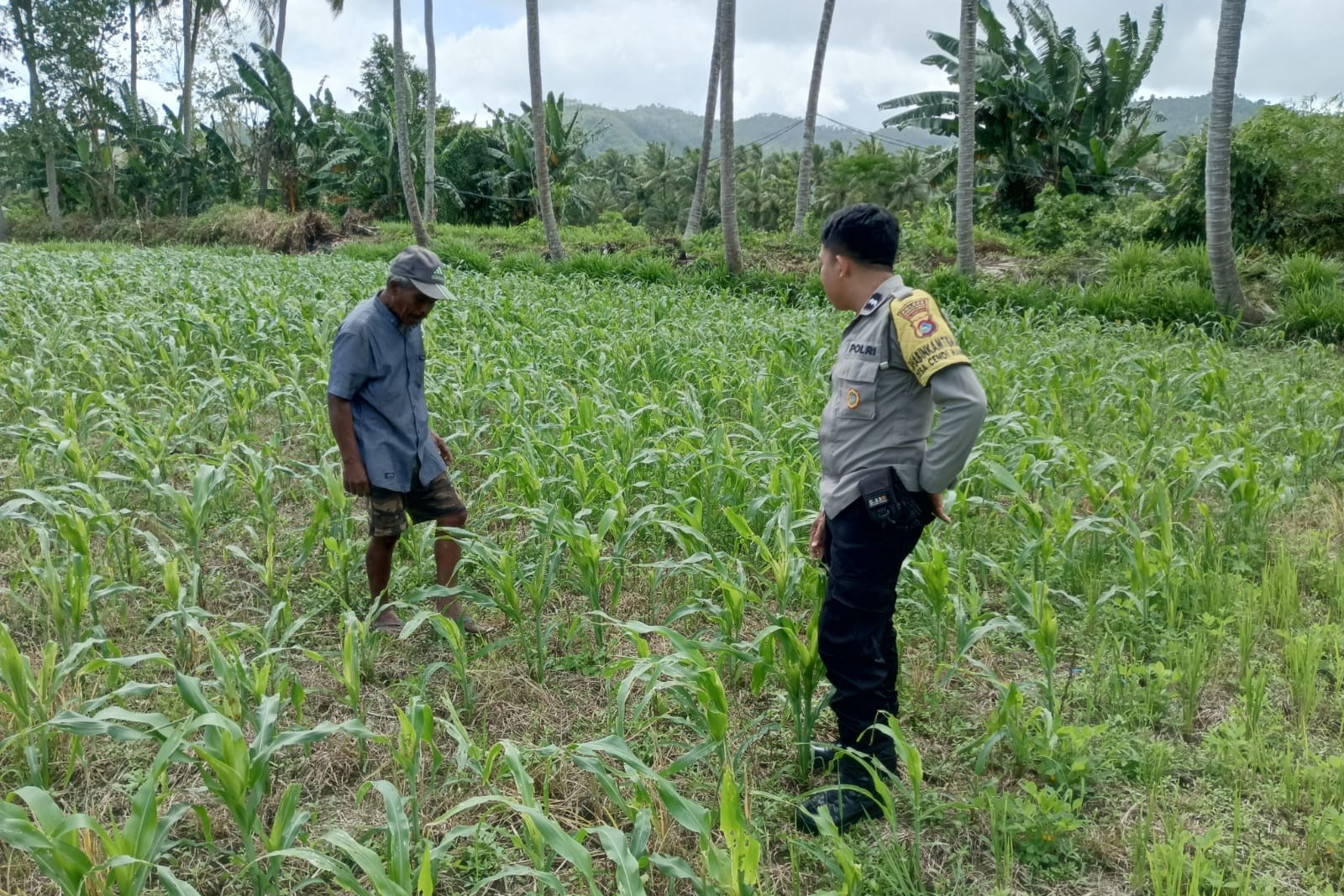 Jagung dan Keamanan: Bhabinkamtibmas Cendi Manik Turun ke Lahan