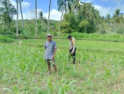Ketahanan Pangan di Desa Cendi Manik Diperkuat Lewat Pendampingan Polisi
