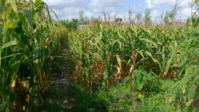 Sinergi Polisi dan Petani di Dusun Bila Tepung Hasilkan Panen Jagung Melimpah