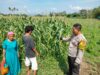 Bhabinkamtibmas Desa Cempi Jaya Dampingi Petani Jagung, Wujudkan Ketahanan Pangan Nasional Menuju Indonesia Emas 2045