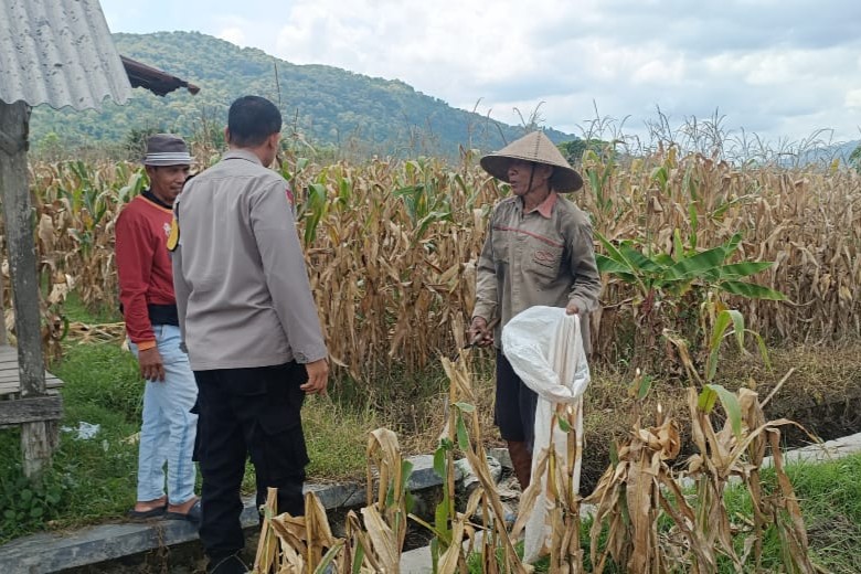 Jagung Melimpah, Polri Dukung Ketahanan Pangan di Lombok Barat