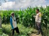 BHABINKAMTIBMAS DESA CEMPI JAYA TINJAU TANAMAN JAGUNG DAN DORONG SEMANGAT PETANI DALAM MENDUKUNG KETAHANAN PANGAN NASIONAL