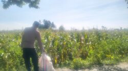 Sinergi Polri dan Petani Lelede: Panen Jagung Lancar Tanpa Kendala