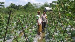 Bhabinkamtibmas Lombok Barat Dorong Warga Manfaatkan Pekarangan Jadi Lumbung Pangan
