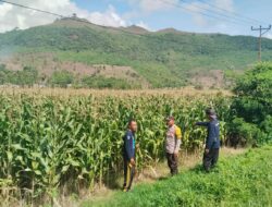 BHABINKAMTIBMAS DESA MUMBU LAKUKAN PENGECEKAN TANAMAN JAGUNG WARGA DALAM UPAYA DUKUNG KETAHANAN PANGAN DAN PERERAT KEMITRAAN