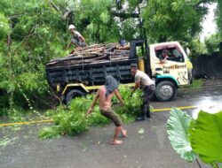 Respon Cepat Polsek Rasanae Timur, Evakuasi Pohon Tumbang dan Atur Arus Lalin di Mangge Pambu