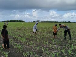 BHABINKAMTIBMAS HU’U DAMPINGI PETANI JAGUNG, DUKUNG PROGRAM KETAHANAN PANGAN MENUJU INDONESIA EMAS 2045