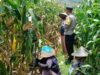 Bhabinkamtibmas Lombok Barat Motivasi Petani di Sawah
