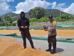 POLSEK KEMPO DUKUNG PROGRAM KETAHANAN PANGAN NASIONAL MELALUI PEMANTAUAN PENJEMURAN JAGUNG WARGA