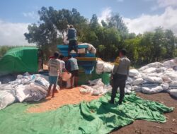 Panen Jagung di Pekat Dipantau Polisi, Warga Diimbau Waspada Saat Gunakan Mesin Giling