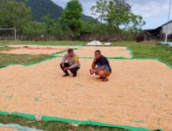 BHABINKAMTIBMAS DESA SAWE PANTAU HASIL PANEN JAGUNG WARGA DI KECAMATAN HU’U