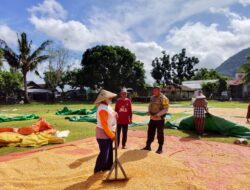 BHABINKAMTIBMAS DESA SAWE MONITORING HASIL PANEN JAGUNG WARGA DI KECAMATAN HU’U
