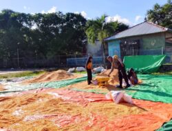 BHABINKAMTIBMAS POLSEK DOMPU PANTAU HASIL PANEN JAGUNG WARGA DAN AJAK DISTRIBUSIKAN KE BULOG