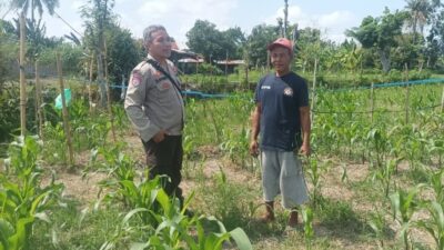 Turun Langsung ke Sawah, Cara Polres Lombok Barat Perkuat Ketahanan Pangan Nasional