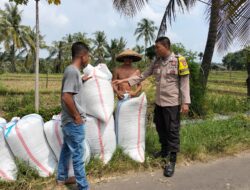 Bhabinkamtibmas Desa Bagik Papan Cek Hasil Panen Padi dan Berikan Himbauan Kamtibmas kepada Warga