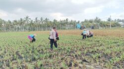 Polsek Gerung Dampingi Petani Jagung dan Peternak di Lombok Barat
