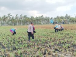 Polsek Gerung Dampingi Petani Jagung dan Peternak di Lombok Barat