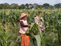 Rahasia Petani Lombok Barat Tetap Tangguh Jaga Ketahanan Pangan Bersama Polisi