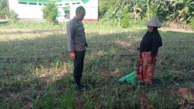 Lewat Pendampingan Intensif, Polres Lombok Barat Sukseskan Swasembada Pangan