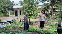 BHABINKAMTIBMAS KELURAHAN JONTLAK DORONG KETAHANAN PANGAN MELALUI DDS DAN SILATURAHMI DENGAN WARGA