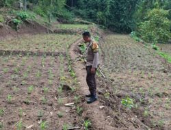 Bhabinkamtibmas Desa Sukadana Polsek Terara Aipda LL. Dony Safta Atmaja Monitoring Pertumbuhan Tanaman Jagung Milik Kelompok Tani