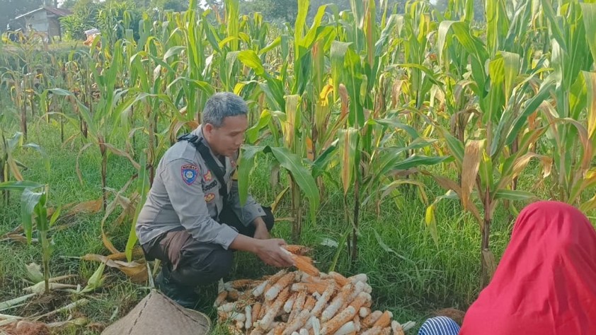 Sentuhan Humanis Polsek Batulayar Dampingi Warga Jaga Ketahanan Pangan Lewat Hortikultura