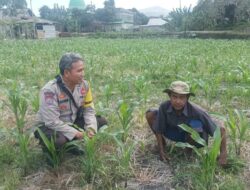 Polsek Batulayar Dampingi Petani Jagung Terkait Swasembada Pangan