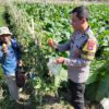 Bhabinkamtibmas Desa Pringgabaya Silaturahmi dengan Petani dan Cek Tanaman Tomat, Dukung Program Ketahanan Pangan