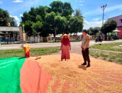 Polres Dompu Terus Dampingi Petani, Bhabinkamtibmas Awasi Proses Pascapanen Jagung