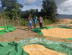 BHABINKAMTIBMAS DESA ADU PANTAU PENJEMURAN HASIL PANEN JAGUNG WARGA, DUKUNG KETAHANAN PANGAN NASIONAL