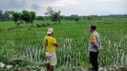 Perkuat Ketahanan Pangan, Bhabinkamtibmas Desa Tolo’oi Dampingi Petani dan Motivasi Pemanfaatan Lahan