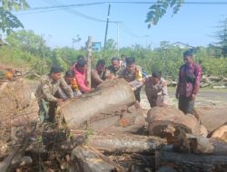 Sinergi TNI-Polri dan Instansi Terkait Evakuasi Pohon Tumbang di Jalur Lintas Sumbawa-Bima