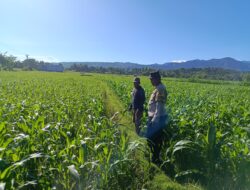 Dukung Ketahanan Pangan Nasional, Bhabinkamtibmas Desa Kalabeso Dampingi Petani Pantau Tanaman Jagung