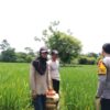 Bhabinkamtibmas Desa Labuhan Bontong Pantau Pertanian Warga Dukung Ketahanan Pangan
