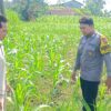 Polsek Grabagan polres Tuban Polda Jawa Timur Dukung Penuh Swasembada Pangan Presiden Prabowo Melalui Pendampingan Petani