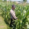 Dukung Astacita, Polsek Jatirogo Pantau Langsung Ladang Jagung Warga Desa Paseyan