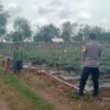 Dukung Ketahanan Pangan, Petani Kerek Manfaatkan Pekarangan untuk Tanam Cabai